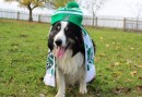 Passend zur Jahreszeit: Fanmütze und Fanschal Eures SVM 💚🤍