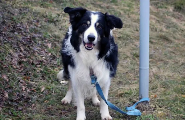 19. Spieltag: SV Moßbach : SG Oettersdorf/Tegau