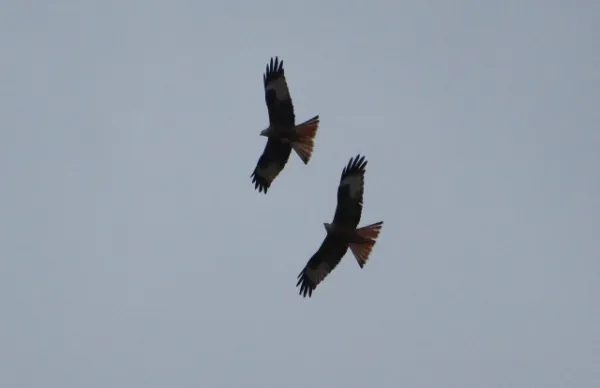 19. Spieltag: SV Moßbach : SG Oettersdorf/Tegau