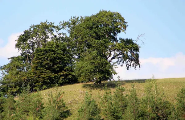 2. Spieltag: TSV 1860 Ranis : SV Moßbach