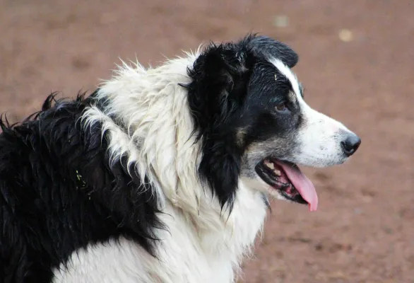 Testspiel Niederpöllnitz - SV Moßbach 7:4 (3:2)