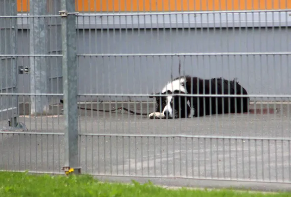 3. ST: SV Schott Jena II- SV Moßbach 1:1 (1:1)