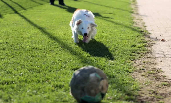 8. ST: SV Moßbach - VfR B. Lobenstein II 2:0 (2:0)