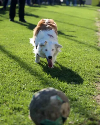 8. ST: SV Moßbach - VfR B. Lobenstein II 2:0 (2:0)