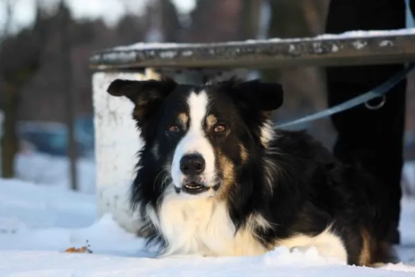16. Spieltag TSV 1860 Ranis : SV Moßbach